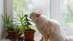 TOP 5 najbezpečnejších izbových rastlín pre domáce zvieratá: krása bez rizika pre vašich miláčikov