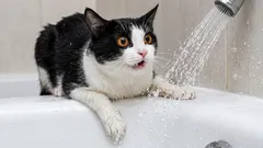 Čo podľa mačky robíme zle: veci, ktoré ju mätú