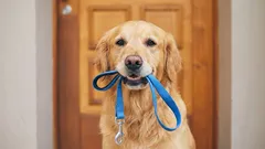 Je pravda, že venčiť psov dvakrát denne je mýtus?