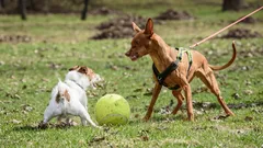 Prečo môj pes šteká a ťahá za vodítko, keď vidí iné psy, a ako túto agresivitu zmierniť?